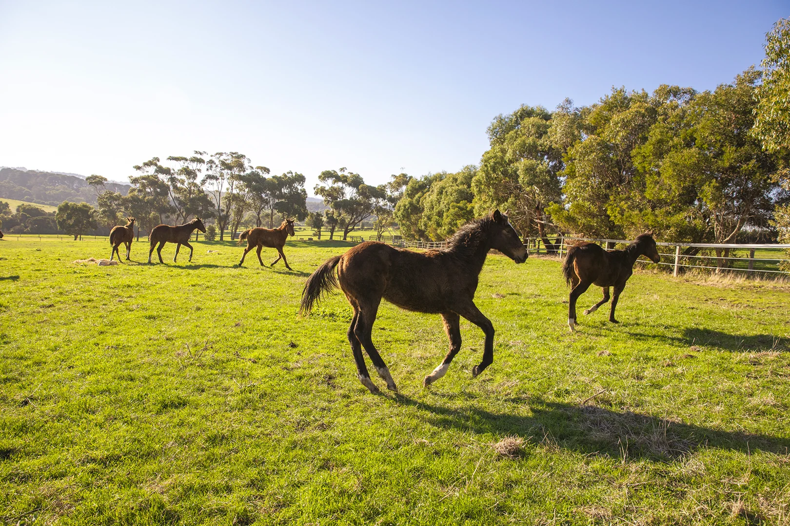 Additional image 12 of 4470 Frankston-Flinders Road, Flinders VIC 3929