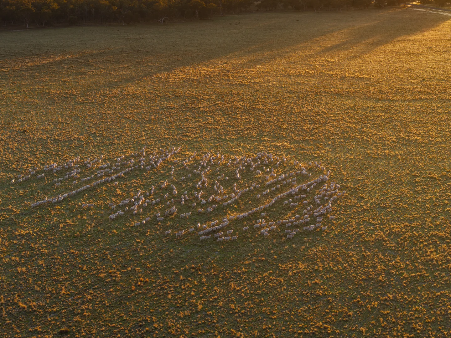 Additional image 13 of Bourbah 2598 Warren Road, Gulargambone NSW 2828