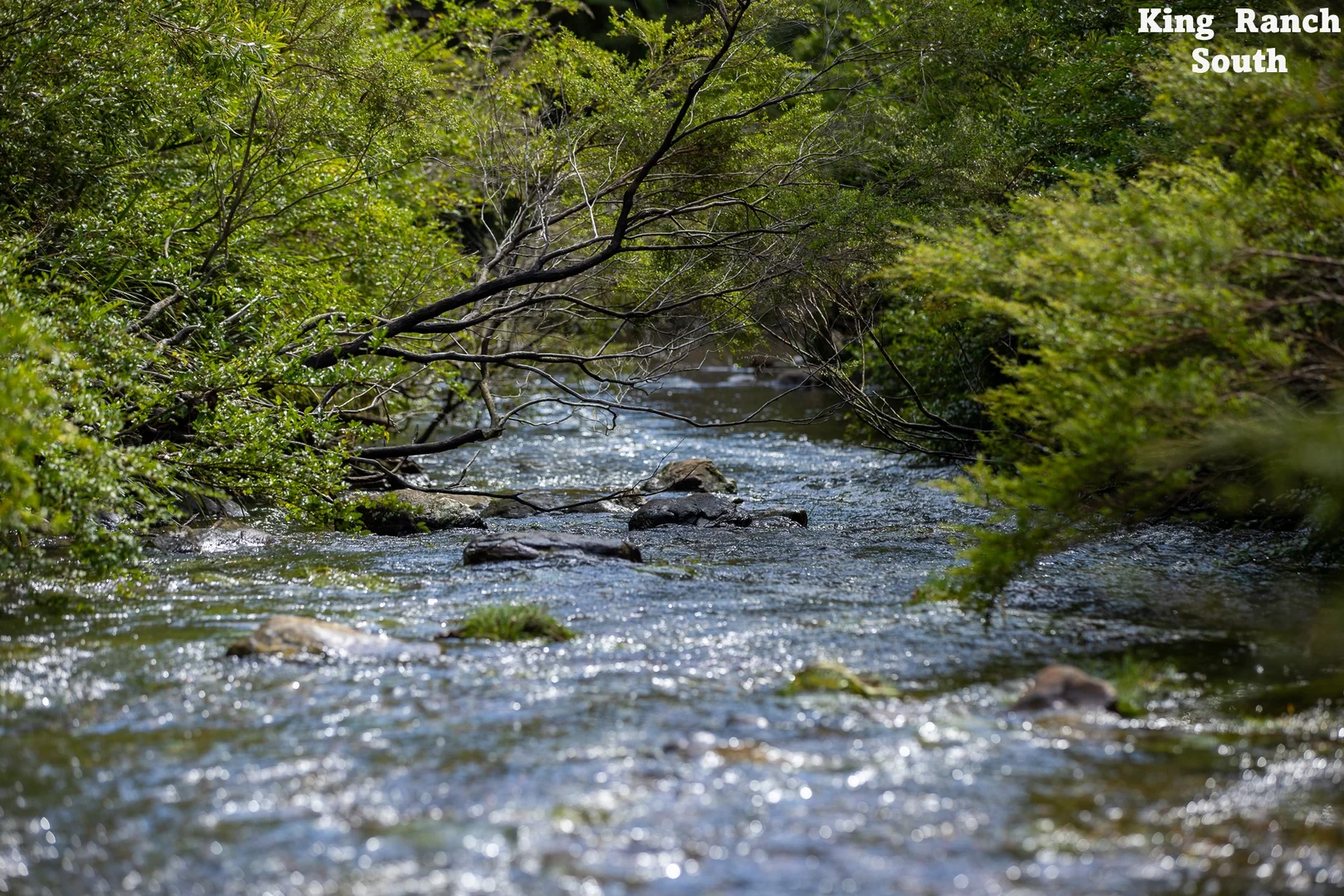 Additional image 32 of "King Ranch" 481 Upper Bobo Road, Dorrigo NSW 2453