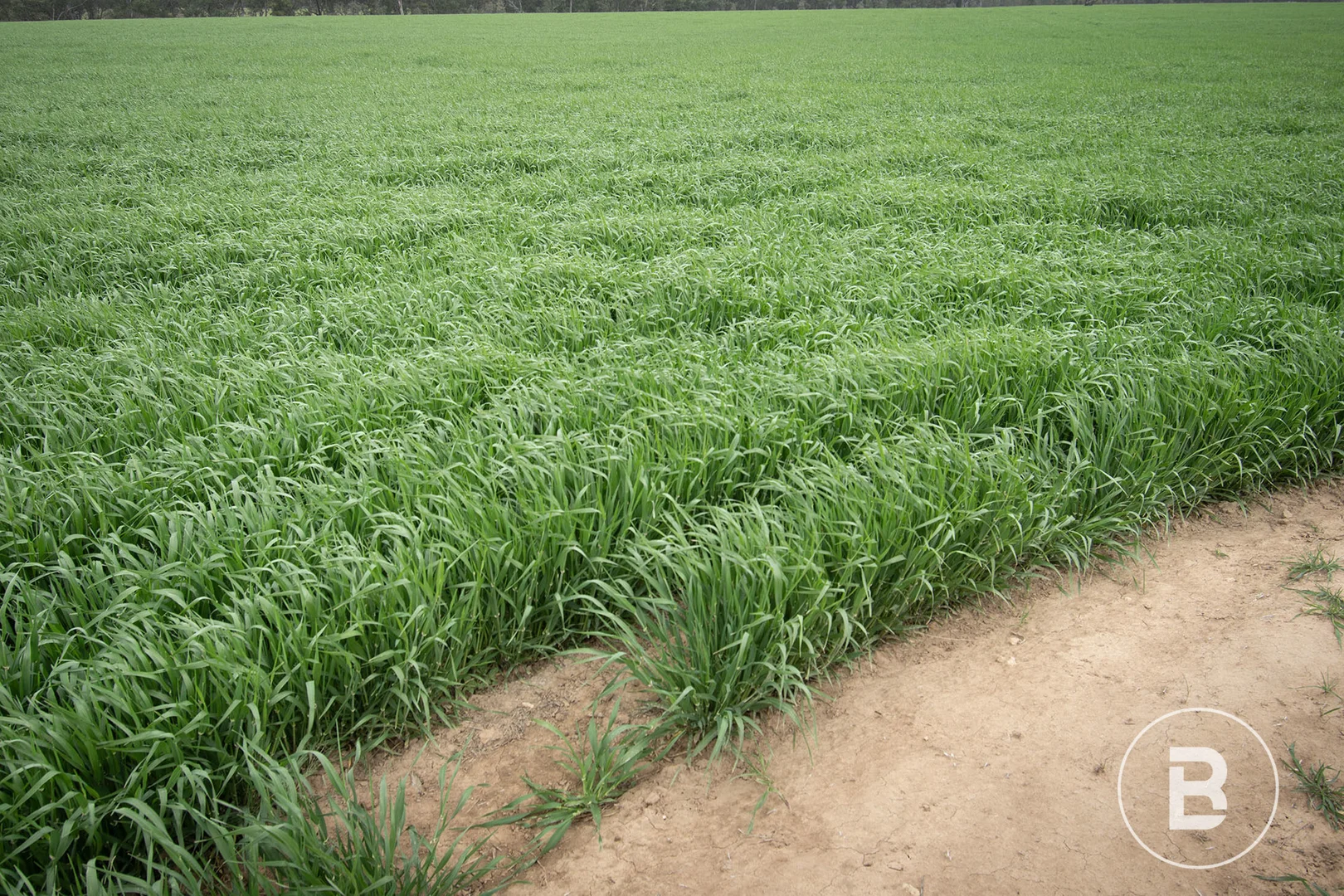 Additional image 11 of 174 Timor Bromley Road, Timor VIC 3465