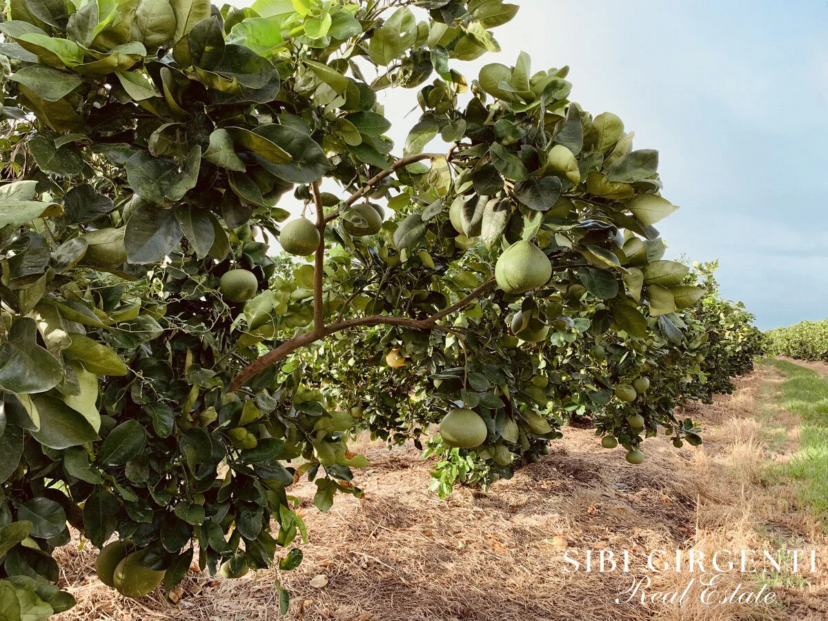 Additional image 10 of 1611 Mareeba-Dimbulah, Arriga QLD 4880