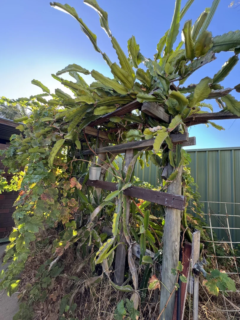 Additional image 26 of 10 Kenny Crescent, Rangeway WA 6530