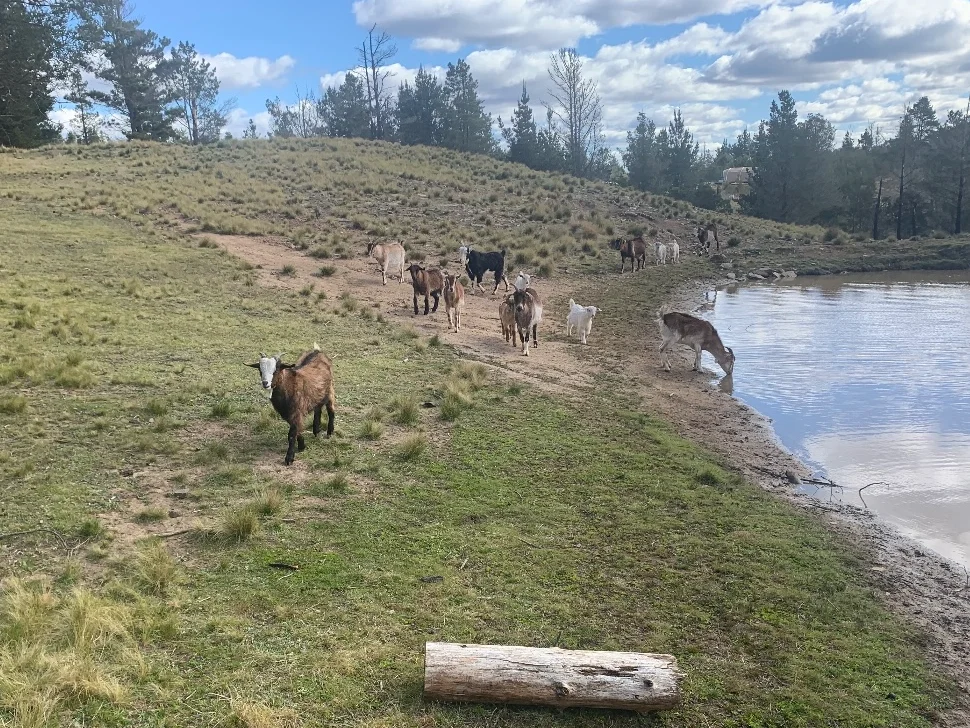 Additional image 9 of Tomboye NSW 2622