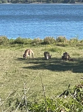 Additional image 6 of 775 Goodwood Island Road, Goodwood Island NSW 2469