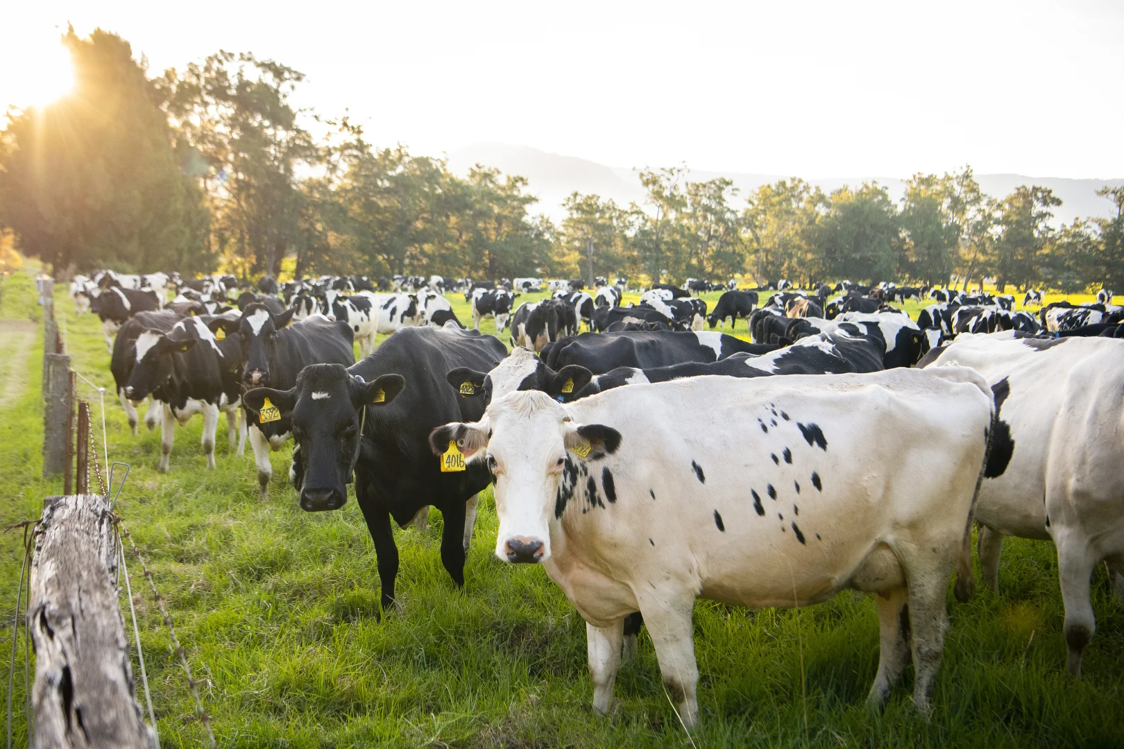 Additional image 22 of Red Cedar Road, Meroo Meadow NSW 2540