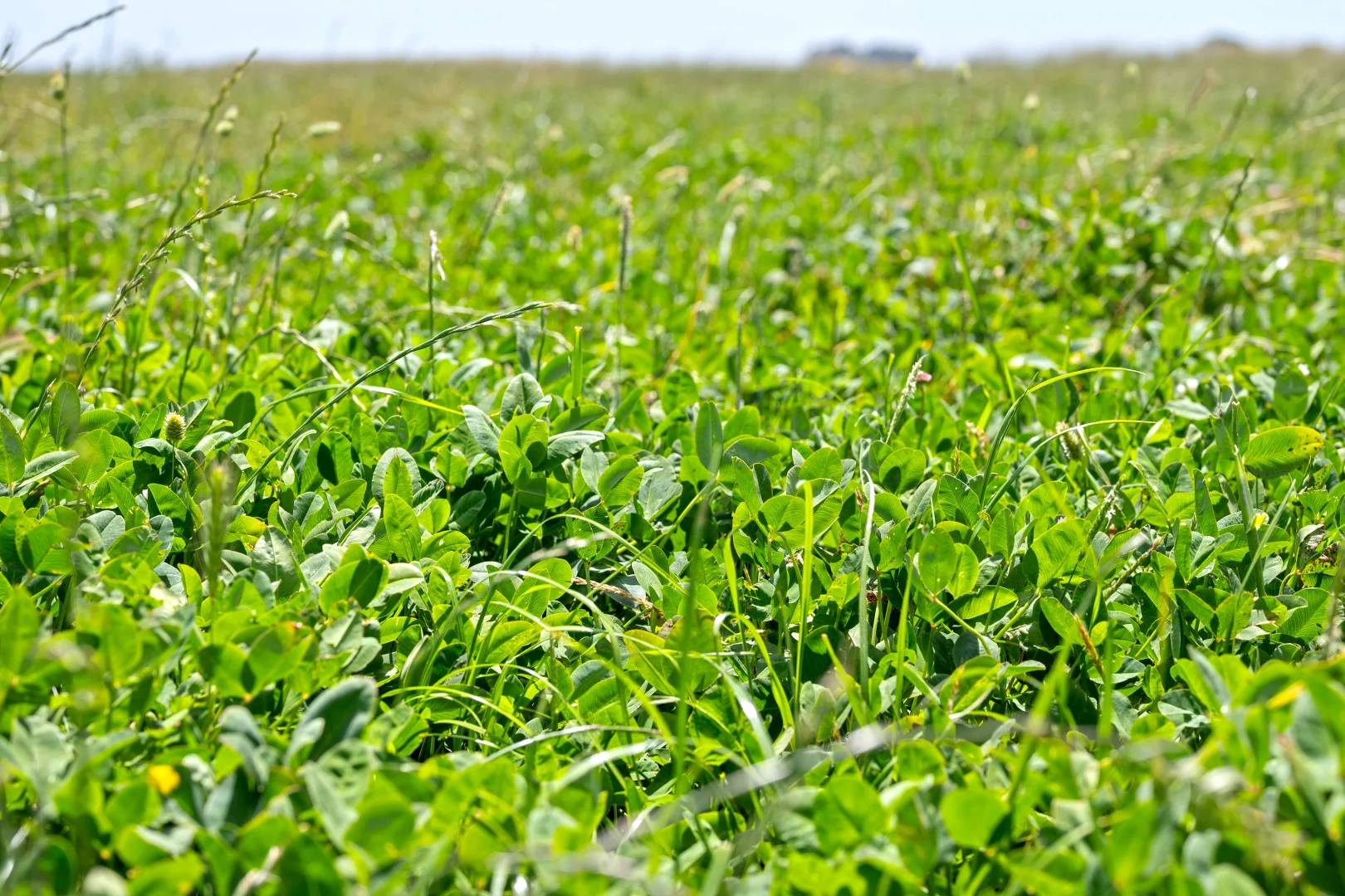 Additional image 6 of Lot 55 Princes Highway, Millicent SA 5280