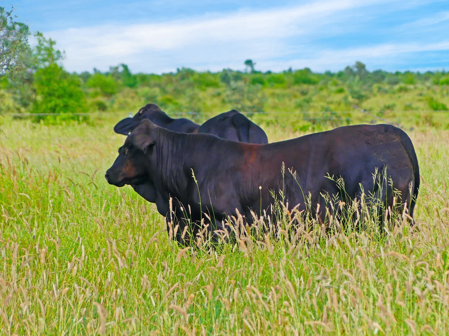 Additional image 15 of "Wavering Downs" 1467 Pasha Rd, Pasha QLD 4721