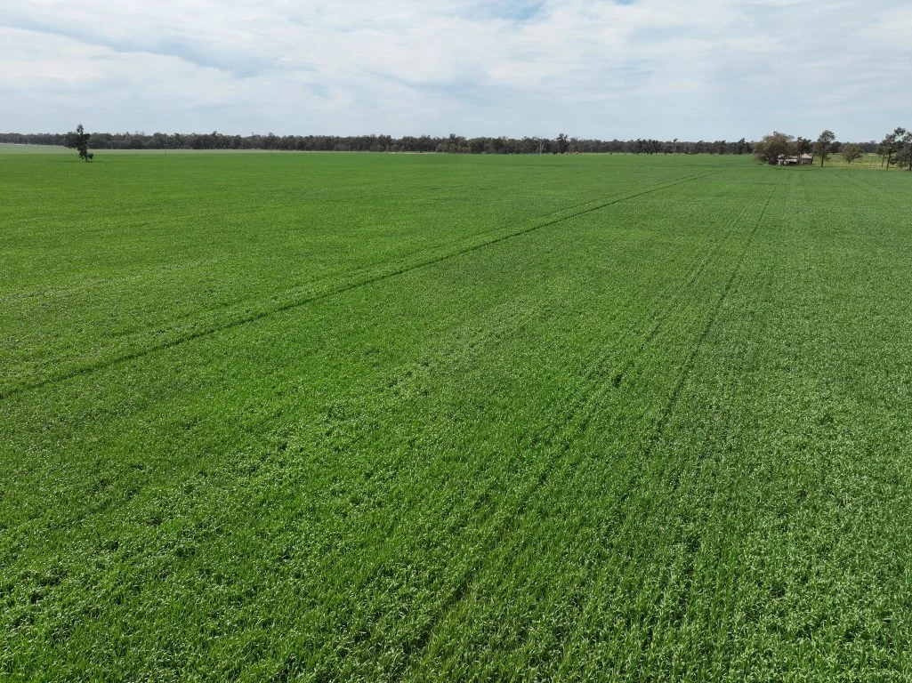 Additional image 15 of 849 Brushwood North Rd, Coolamon NSW 2701