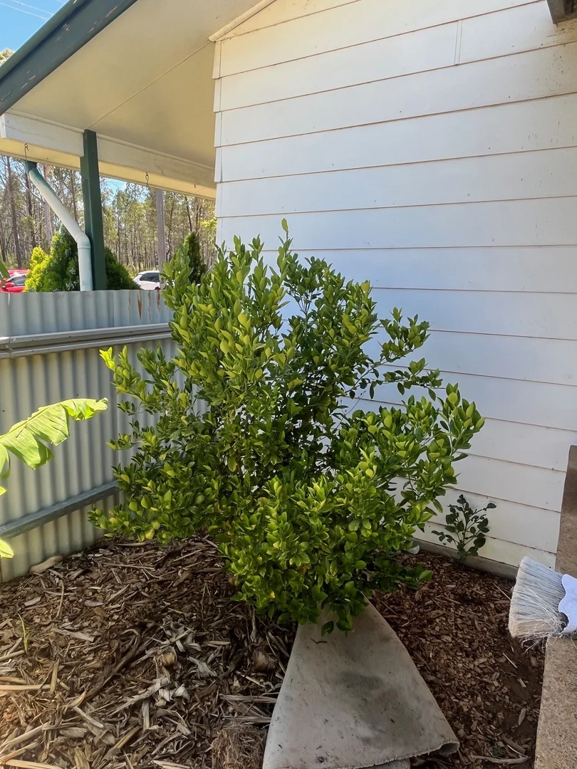 Additional image 25 of 20 Barker Street, Coonabarabran NSW 2357