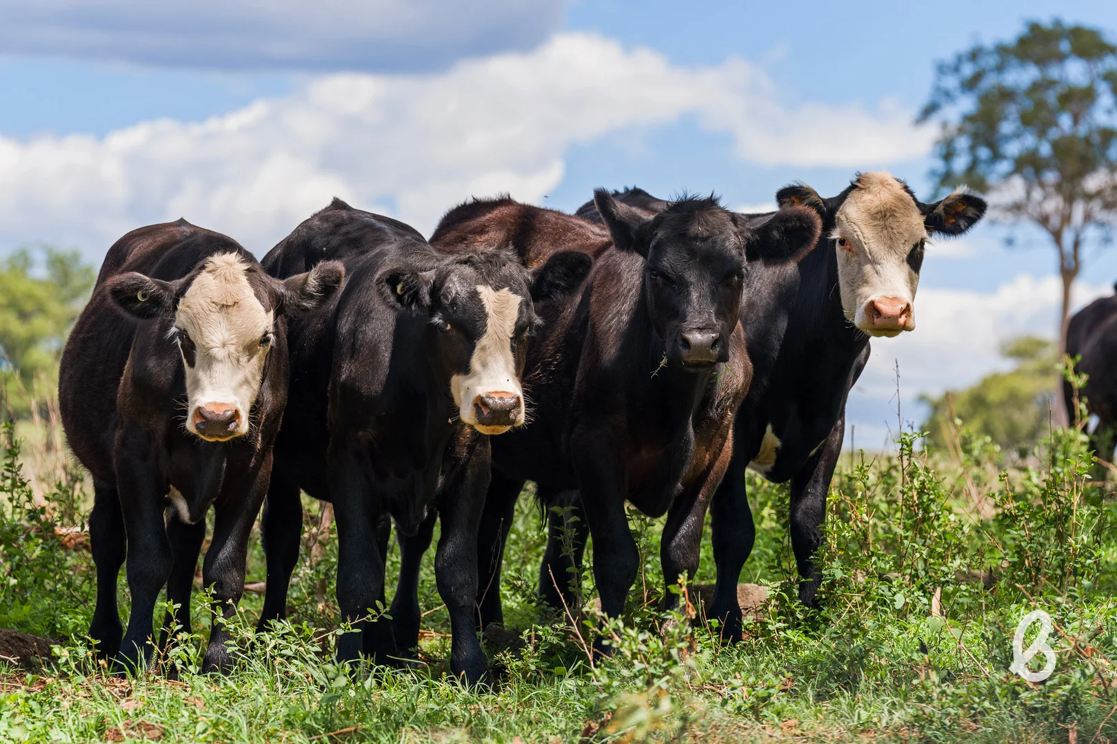 Additional image 12 of 88 Glenalister Road, Stanhope NSW 2335