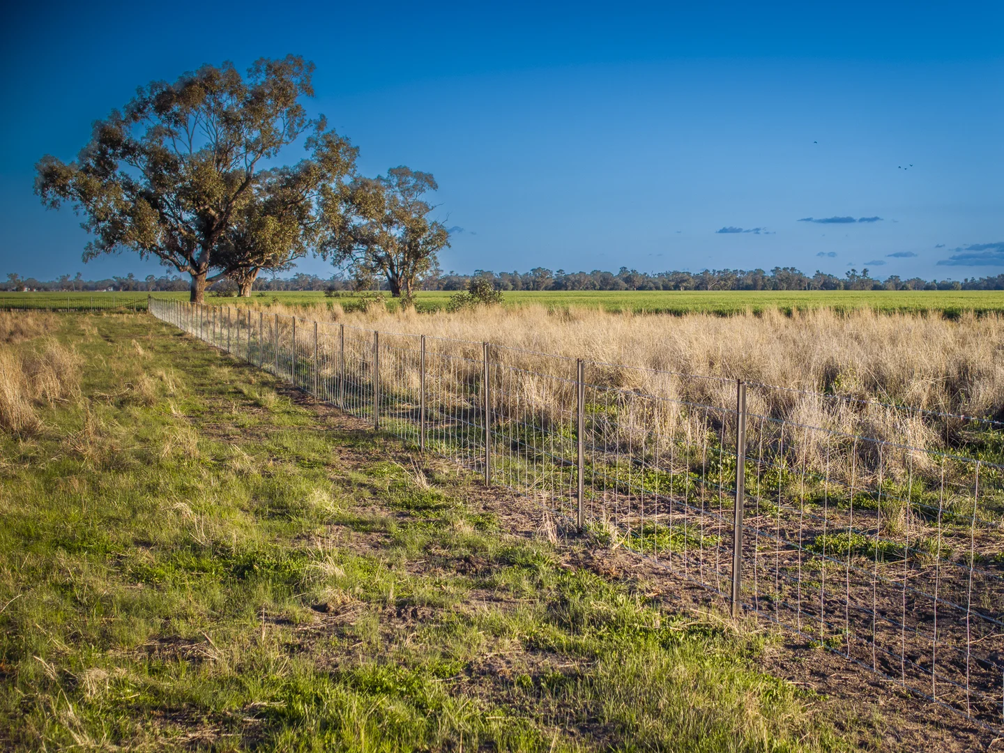 Additional image 23 of Bourbah 2598 Warren Road, Gulargambone NSW 2828