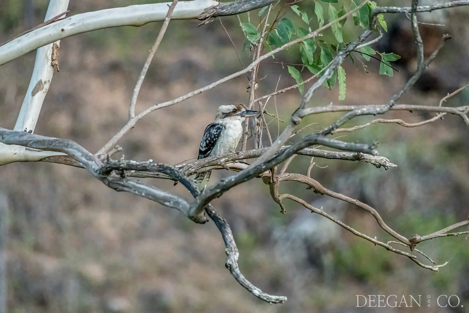 Additional image 27 of 501 Glenhowden Road, Colinton QLD 4314