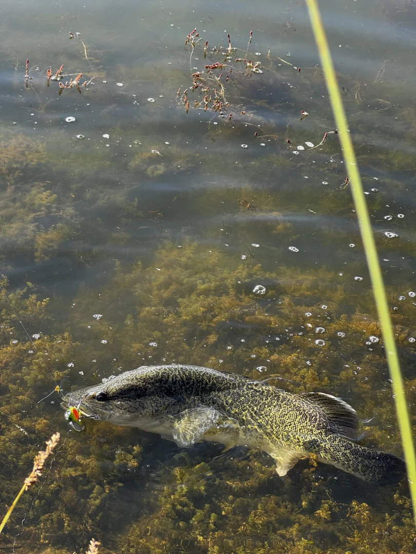 Additional image 25 of 14 Euralie Road, Yass NSW 2582