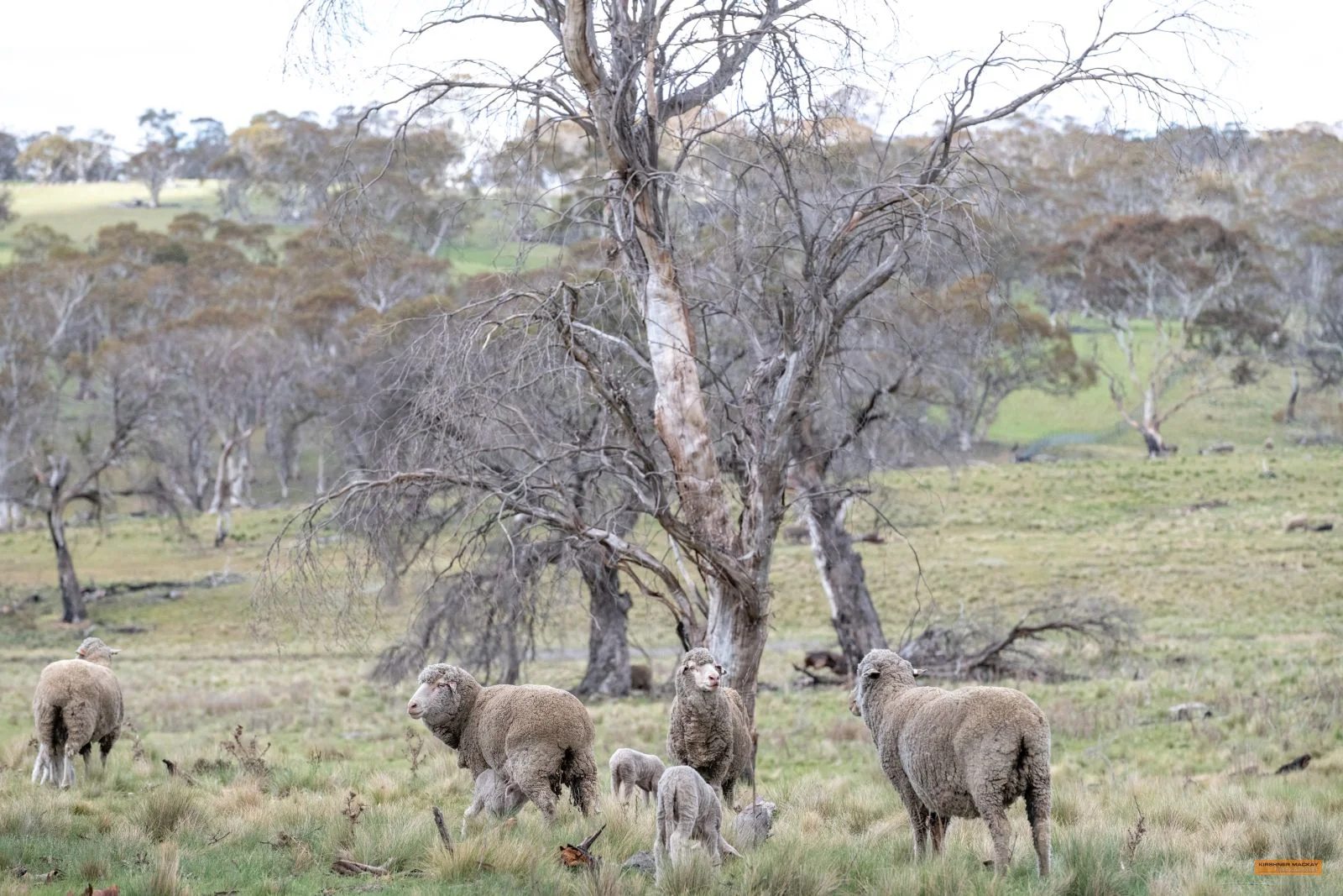 Additional image 17 of Lot 6 Avonside Road, Avonside NSW 2628