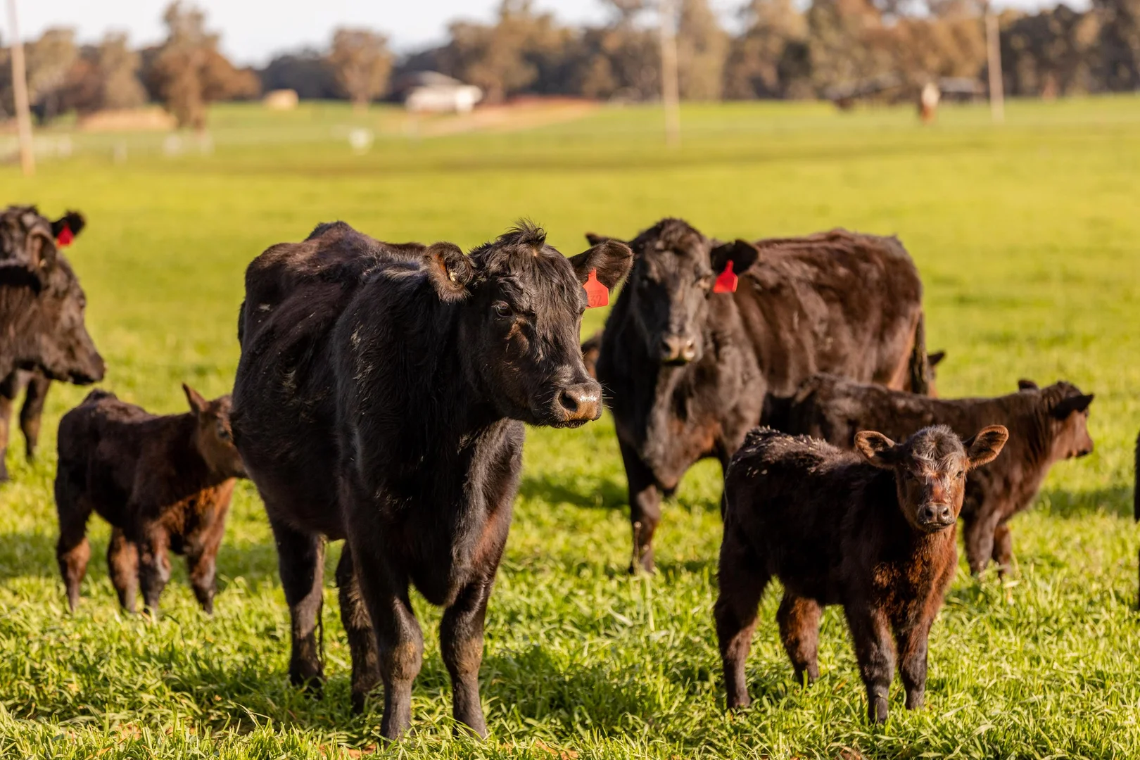 Additional image 3 of 1871 Old Narrandera Road, Euberta NSW 2650
