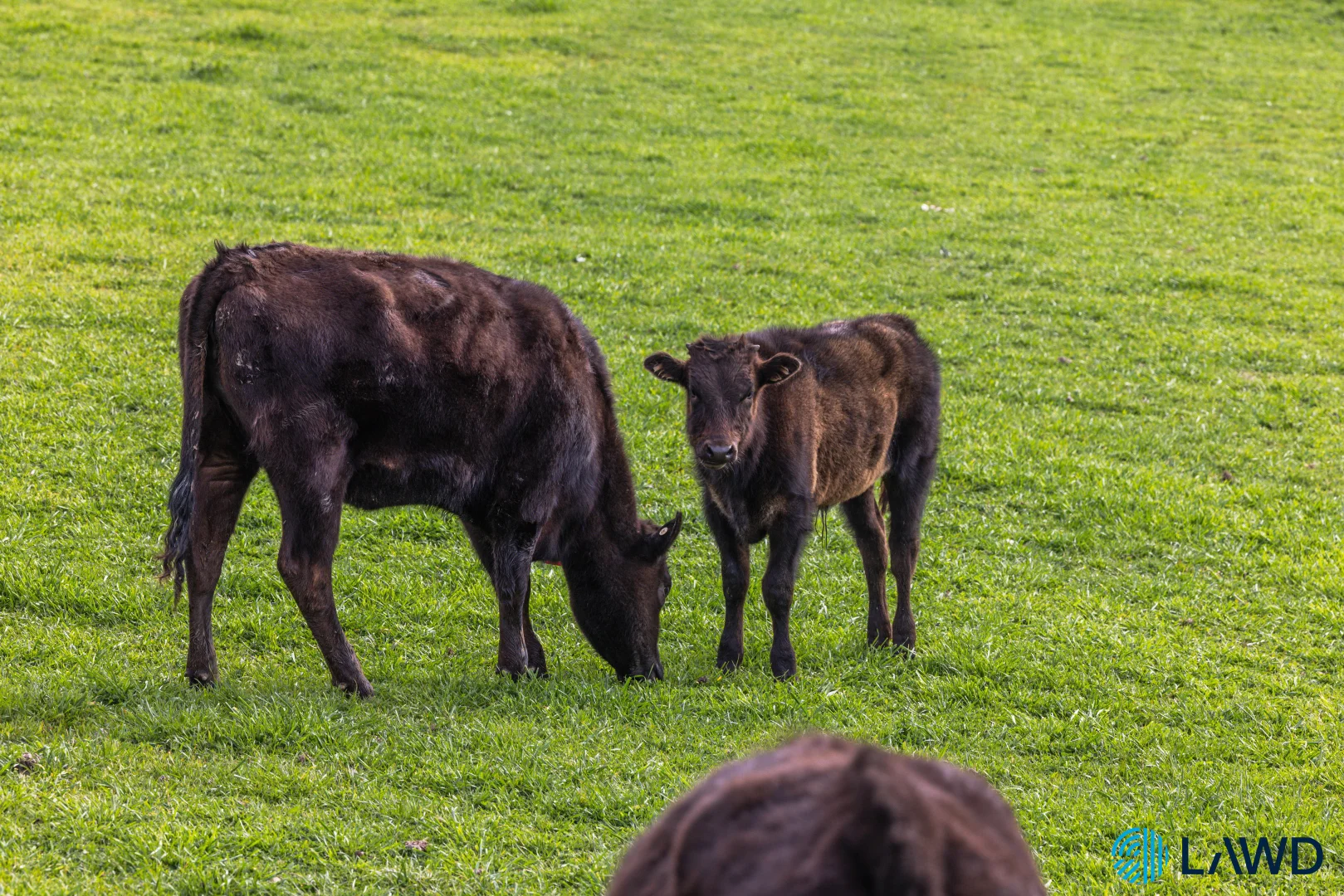 Additional image 8 of 14 Euralie Road, Yass NSW 2582