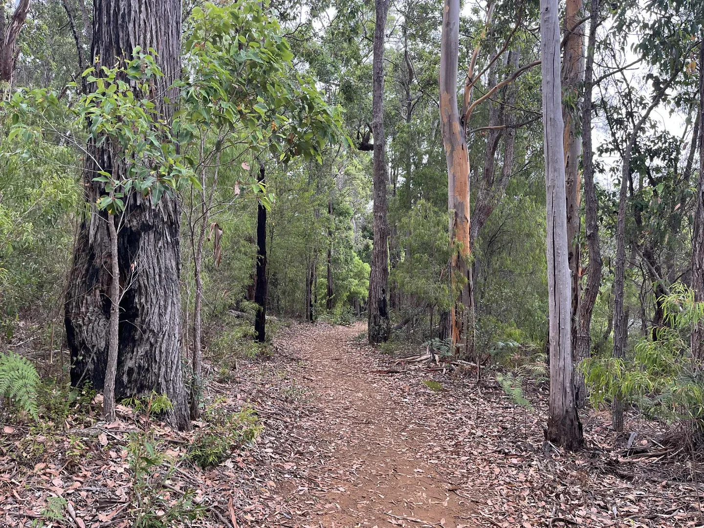 Additional image 6 of Lot 165 Karri Lane, Quinninup WA 6258