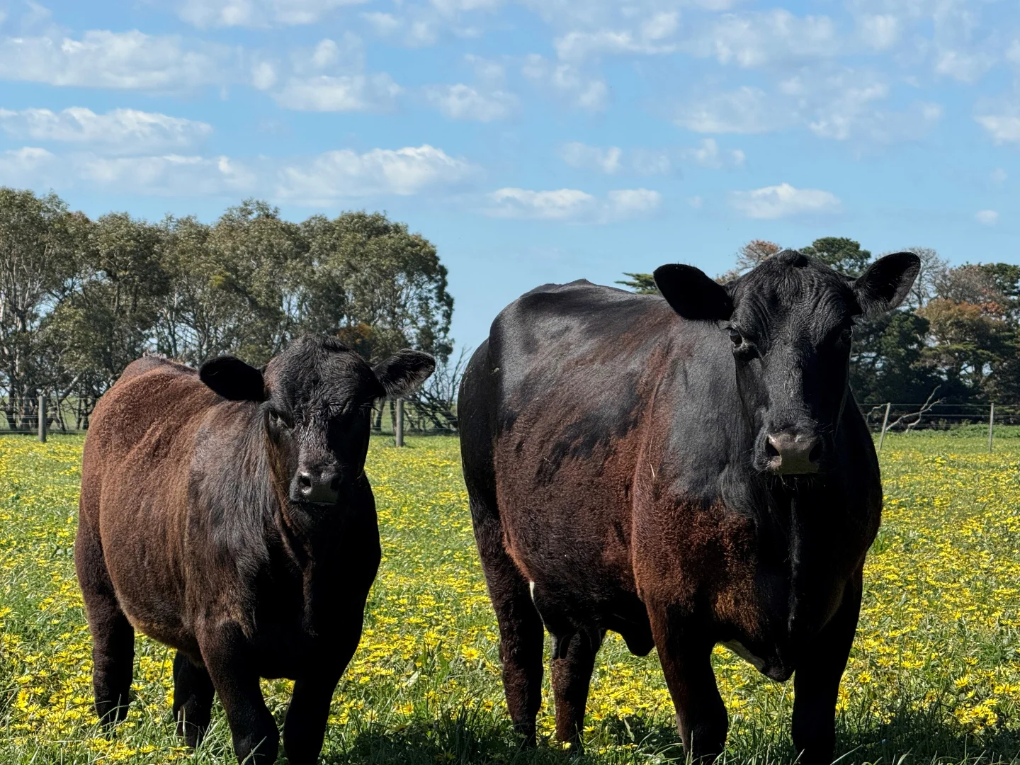Additional image 9 of Old Depot Lane, Mortlake VIC 3272
