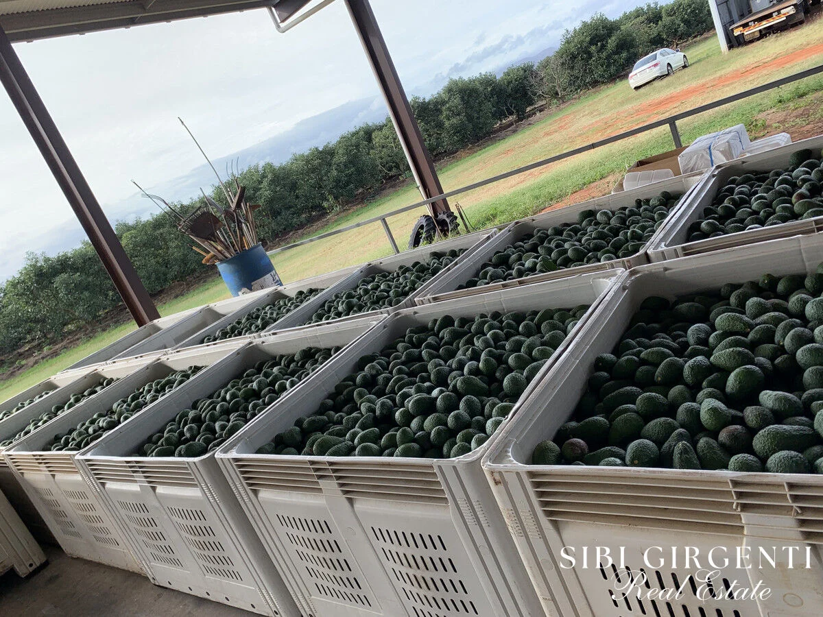 Additional image 19 of 1611 Mareeba-Dimbulah, Arriga QLD 4880