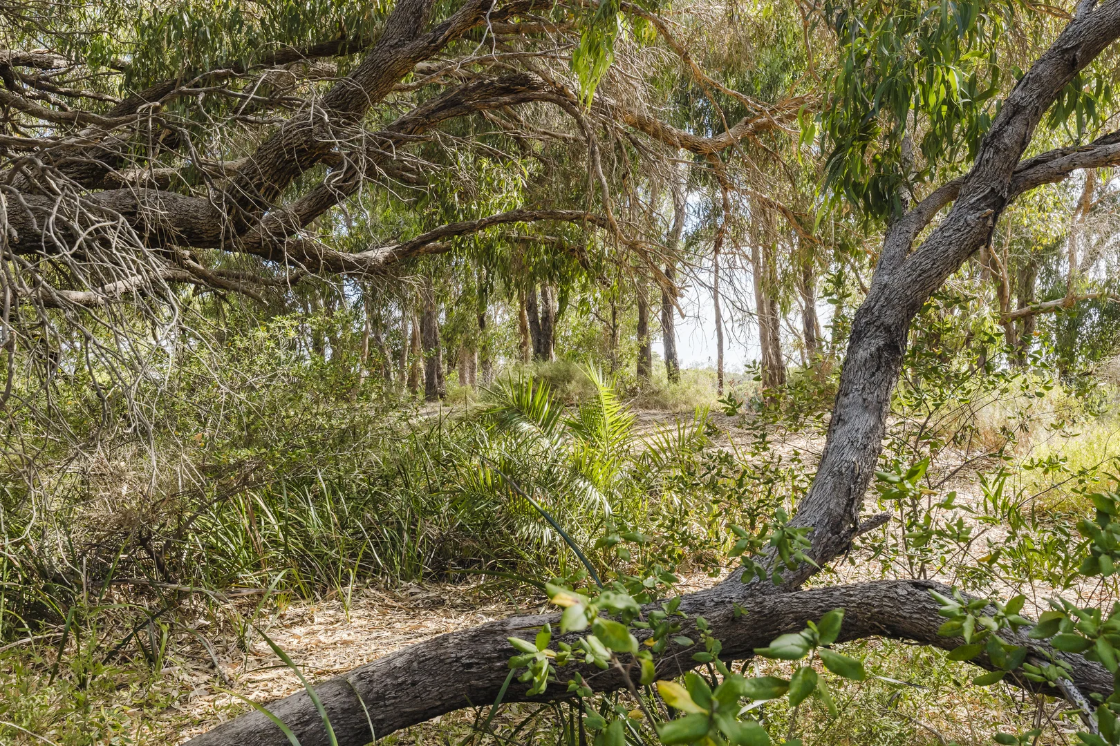 Additional image 18 of 24 Chrisp Place, Yanchep WA 6035