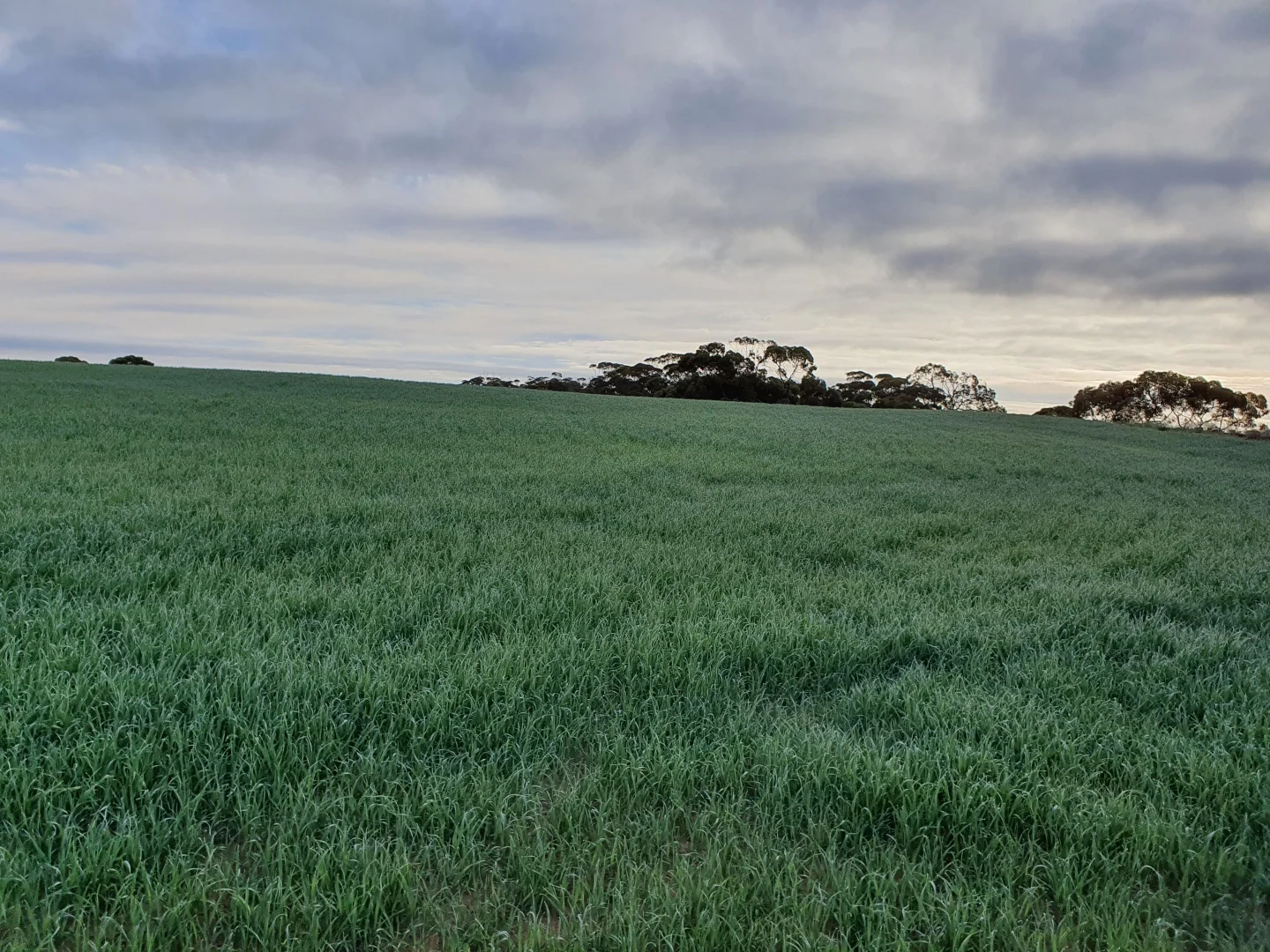 Additional image 4 of 1719 New Well Centre Road, New Well SA 5357