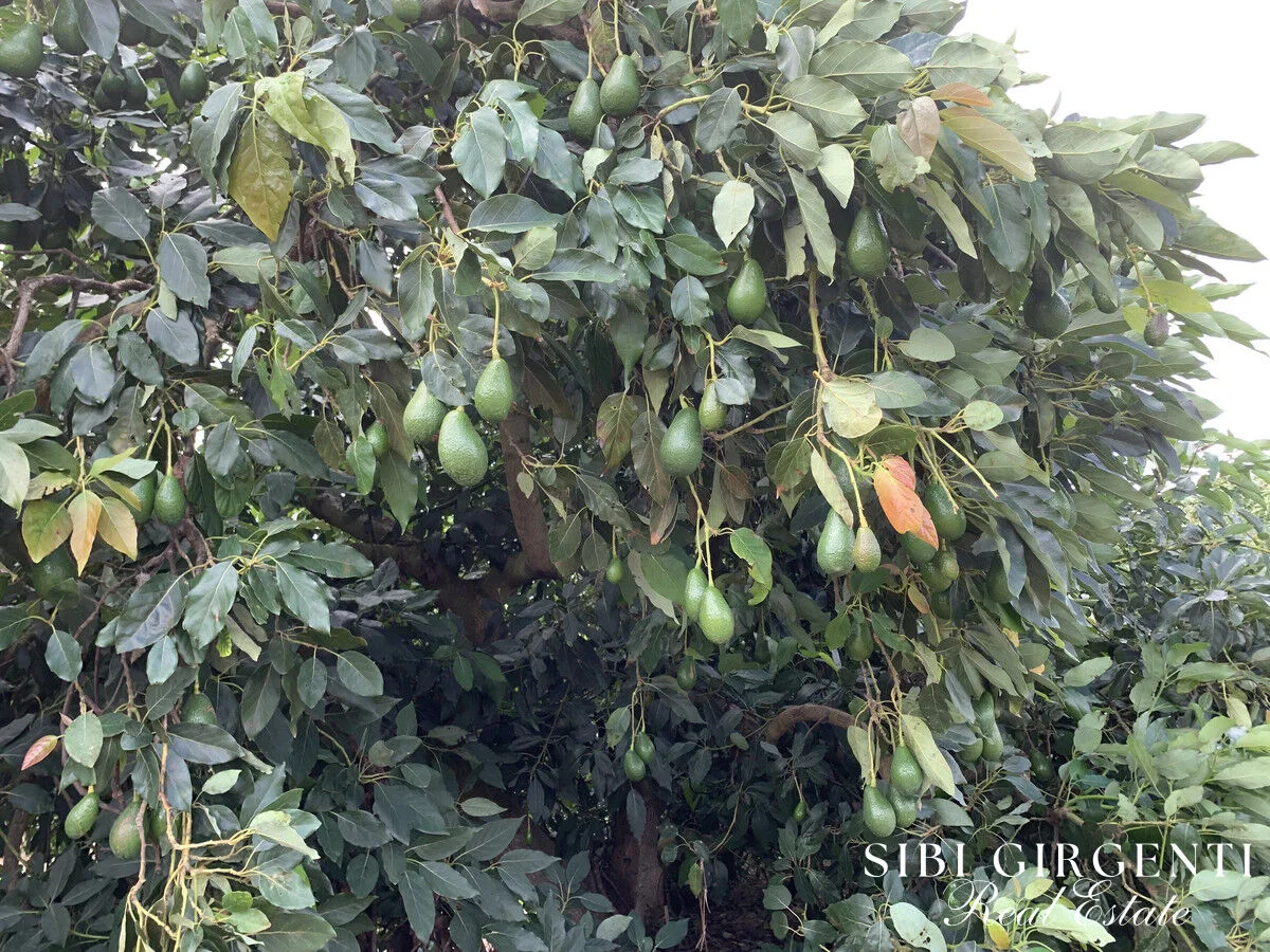 Additional image 13 of 1611 Mareeba-Dimbulah, Arriga QLD 4880