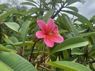 Additional image 21 of 420 Mount Bucca Road, Abbotsford QLD 4670