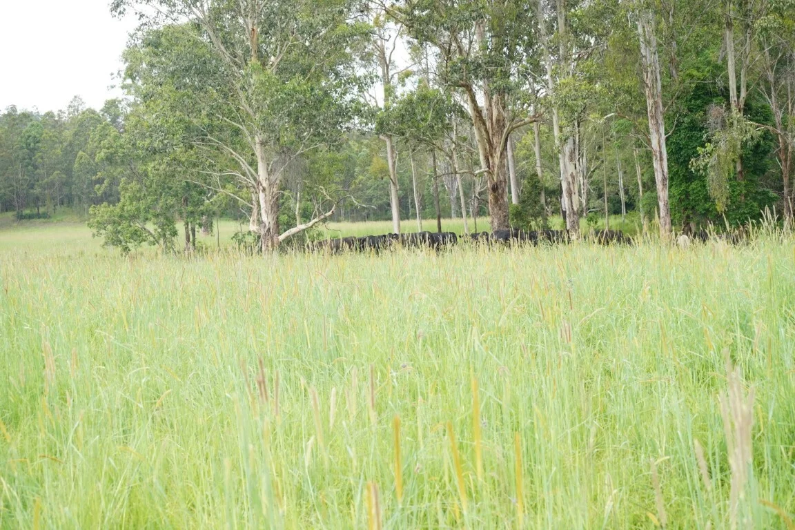 Additional image 37 of 1023 Iron Pot Creek Rd, Kyogle NSW 2474