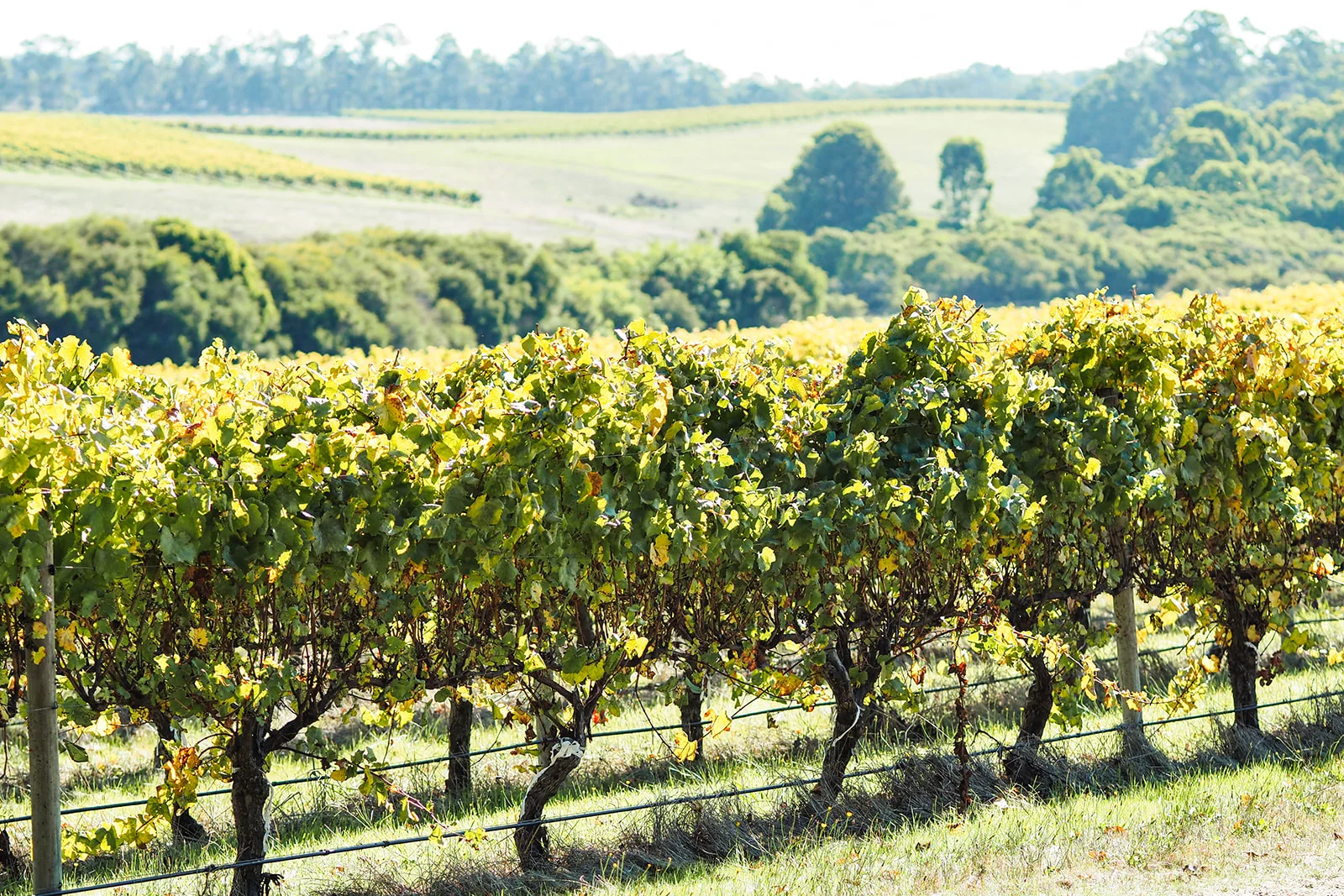 Additional image 35 of 28 Noreuil Circuit, Cowaramup WA 6284