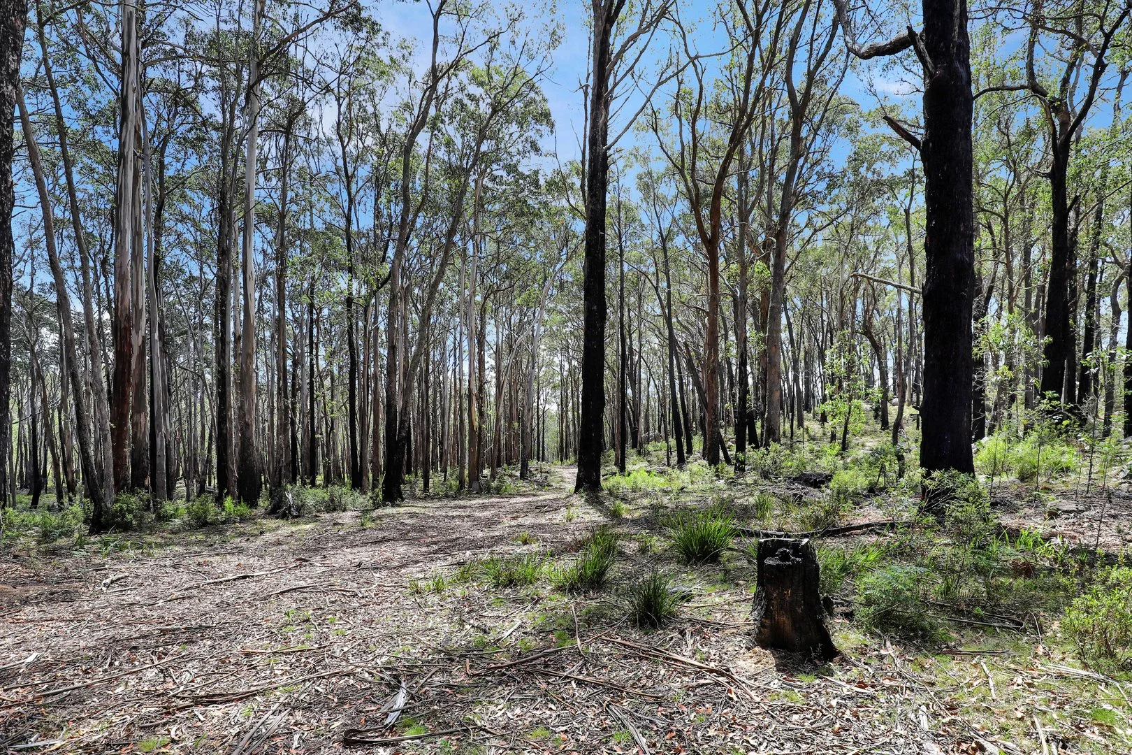 Additional image 18 of Lot 51 Tantawangalo Mountain Road, Cathcart NSW 2632