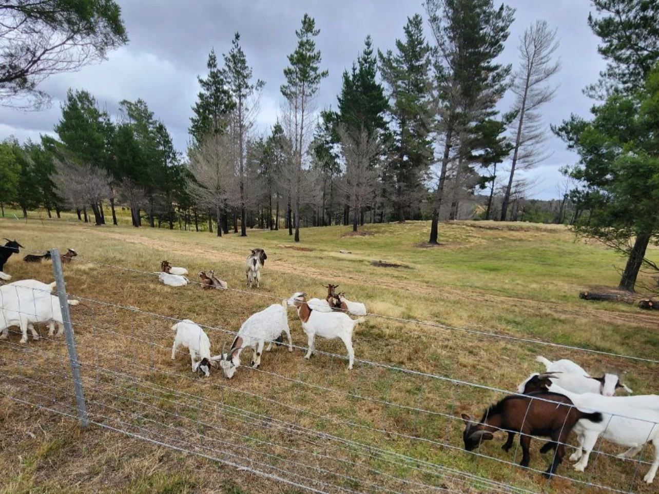 Additional image 35 of Tomboye NSW 2622