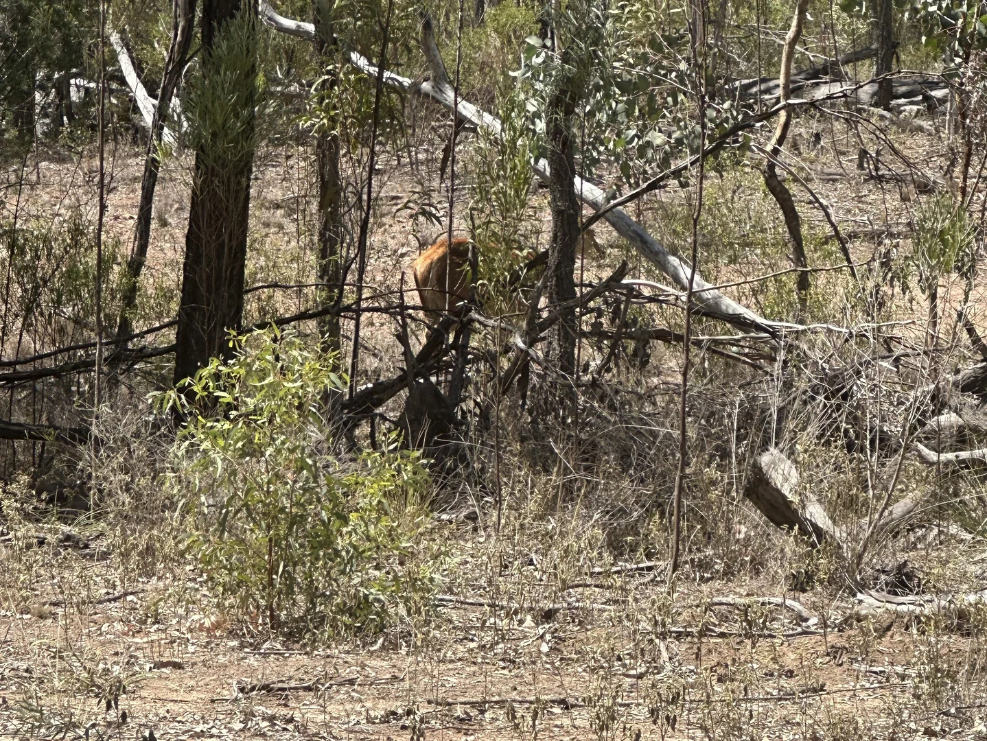 Additional image 5 of Mosquito Creek Road, Inglewood QLD 4387