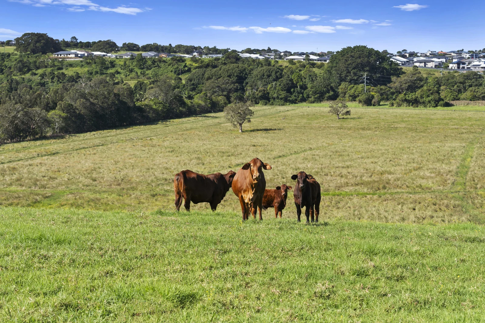 Additional image 7 of 103 Cumbalum Road, Cumbalum NSW 2478