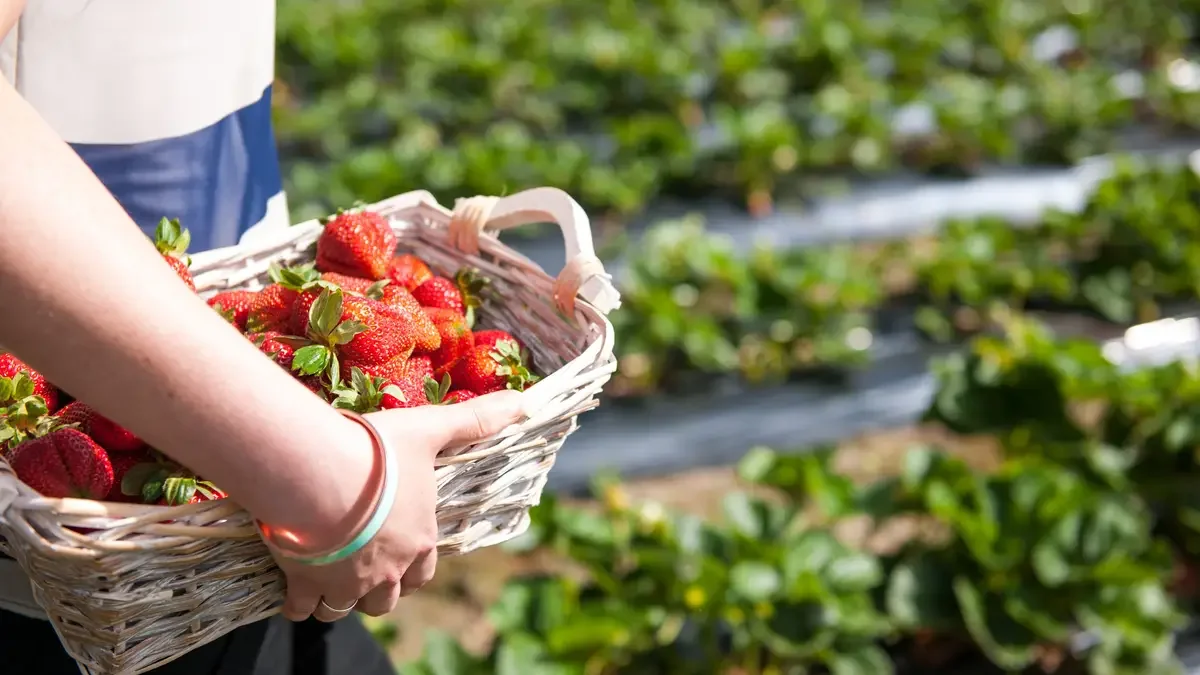 Additional image 5 of 10 Matilda Way, Mount Barker SA 5251