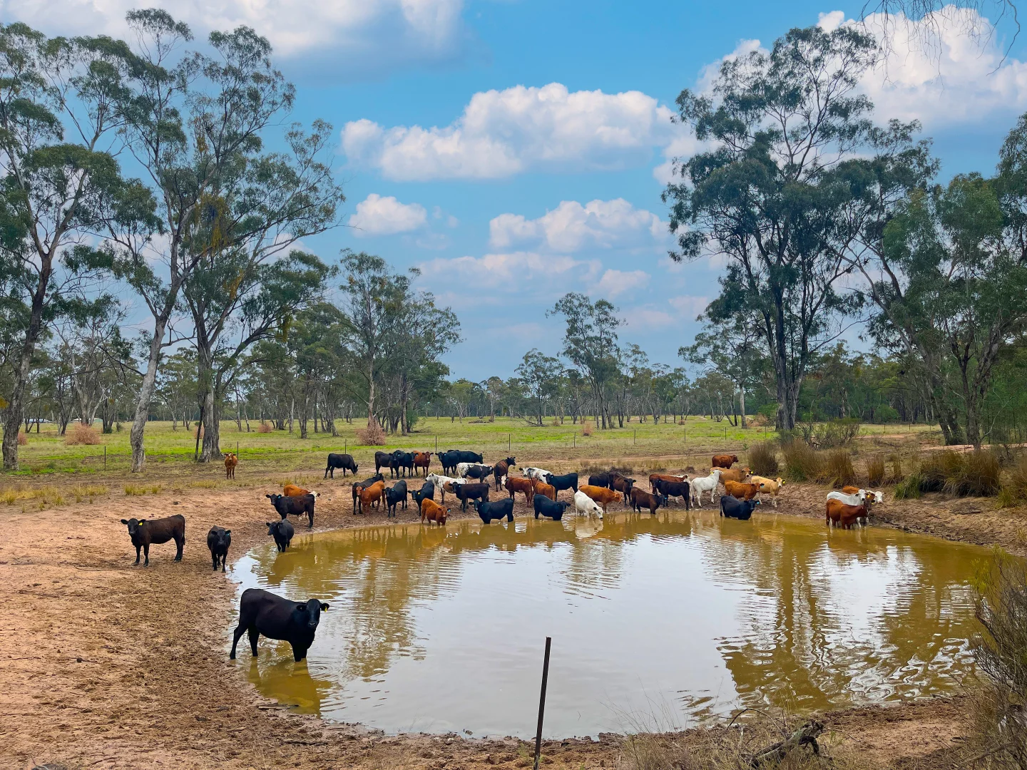 Additional image 36 of 10402 Newell Highway, Jacks Creek NSW 2390