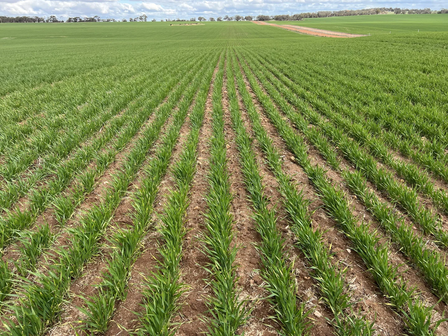 Additional image 6 of . 'Wells', Quairading WA 6383