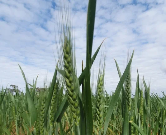 1719 New Well Centre Road, New Well SA 5357