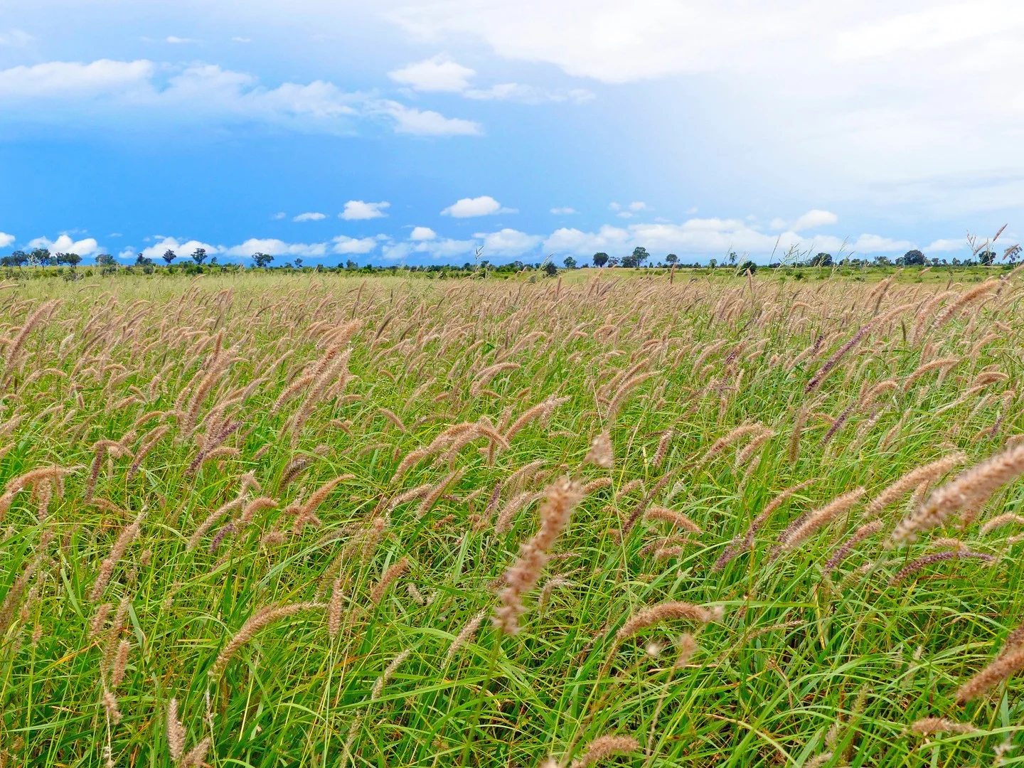 "Wavering Downs" 1467 Pasha Rd, Pasha QLD 4721