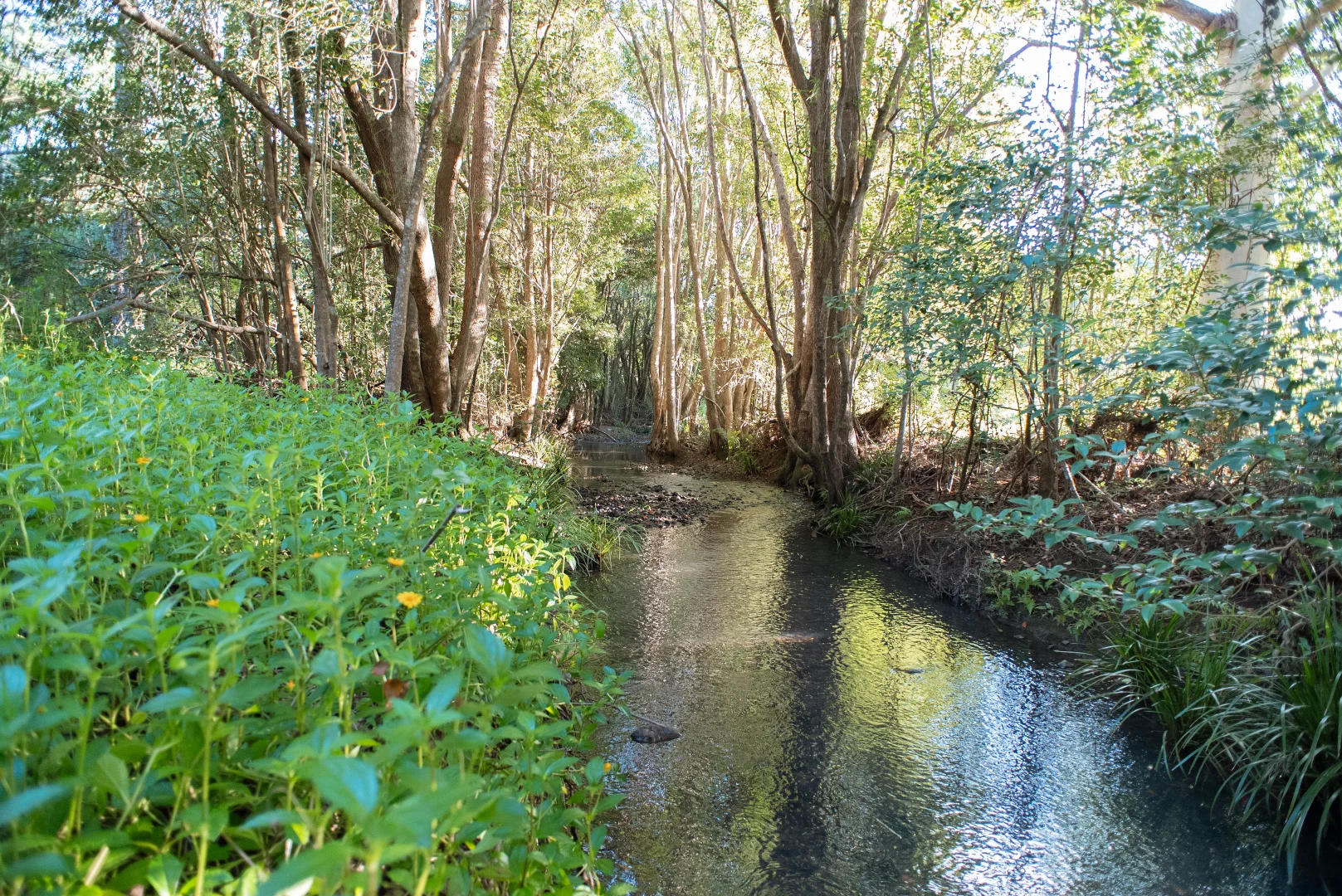 Additional image 16 of 38 Cooloon Street, Kunghur NSW 2484