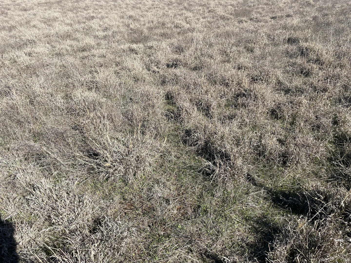 Additional image 8 of 1826 Tallimba Road, West Wyalong NSW 2671