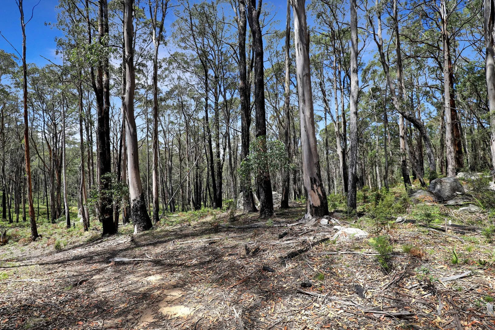 Additional image 16 of Lot 51 Tantawangalo Mountain Road, Cathcart NSW 2632