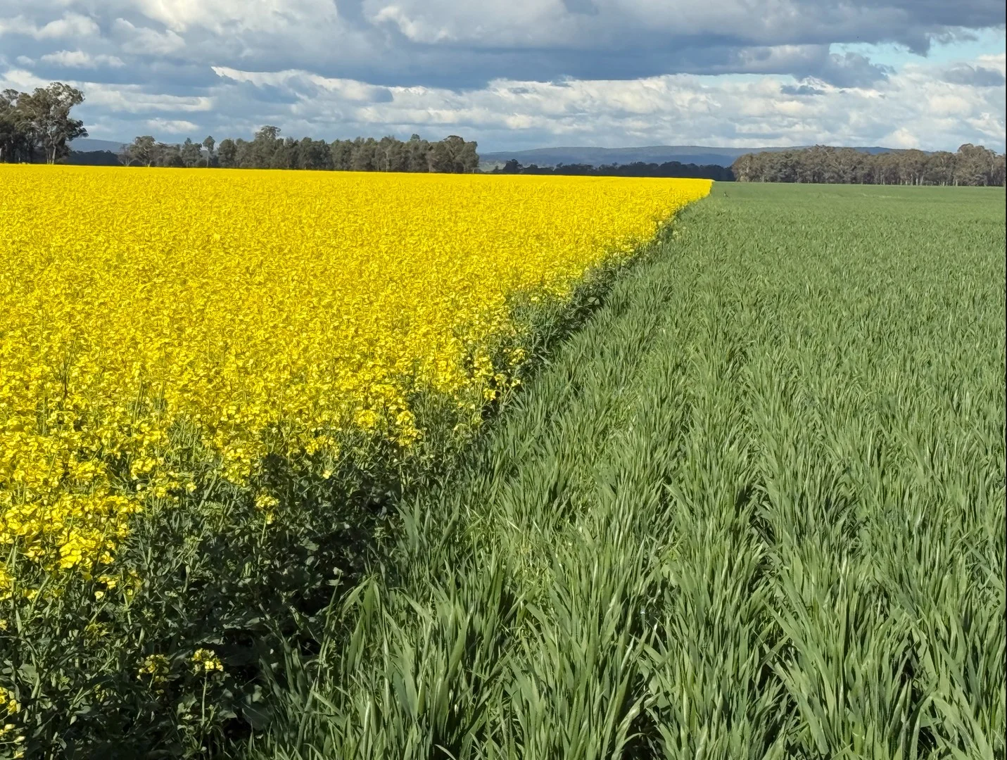 Additional image 3 of 349 A Warregal Road, Parkes NSW 2870