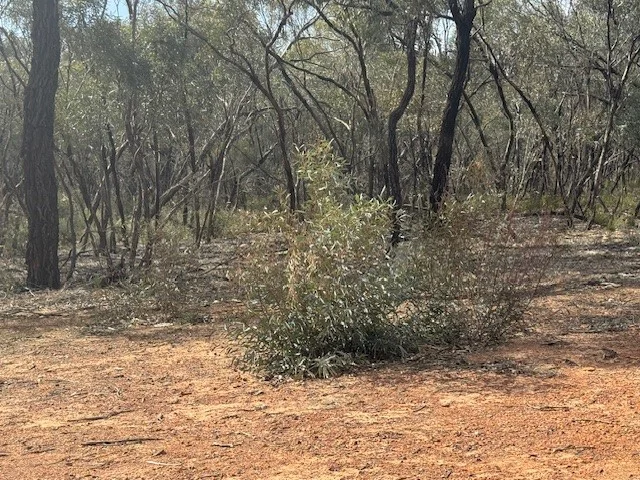 Additional image 15 of 6 Old Boort Road, Wedderburn VIC 3518