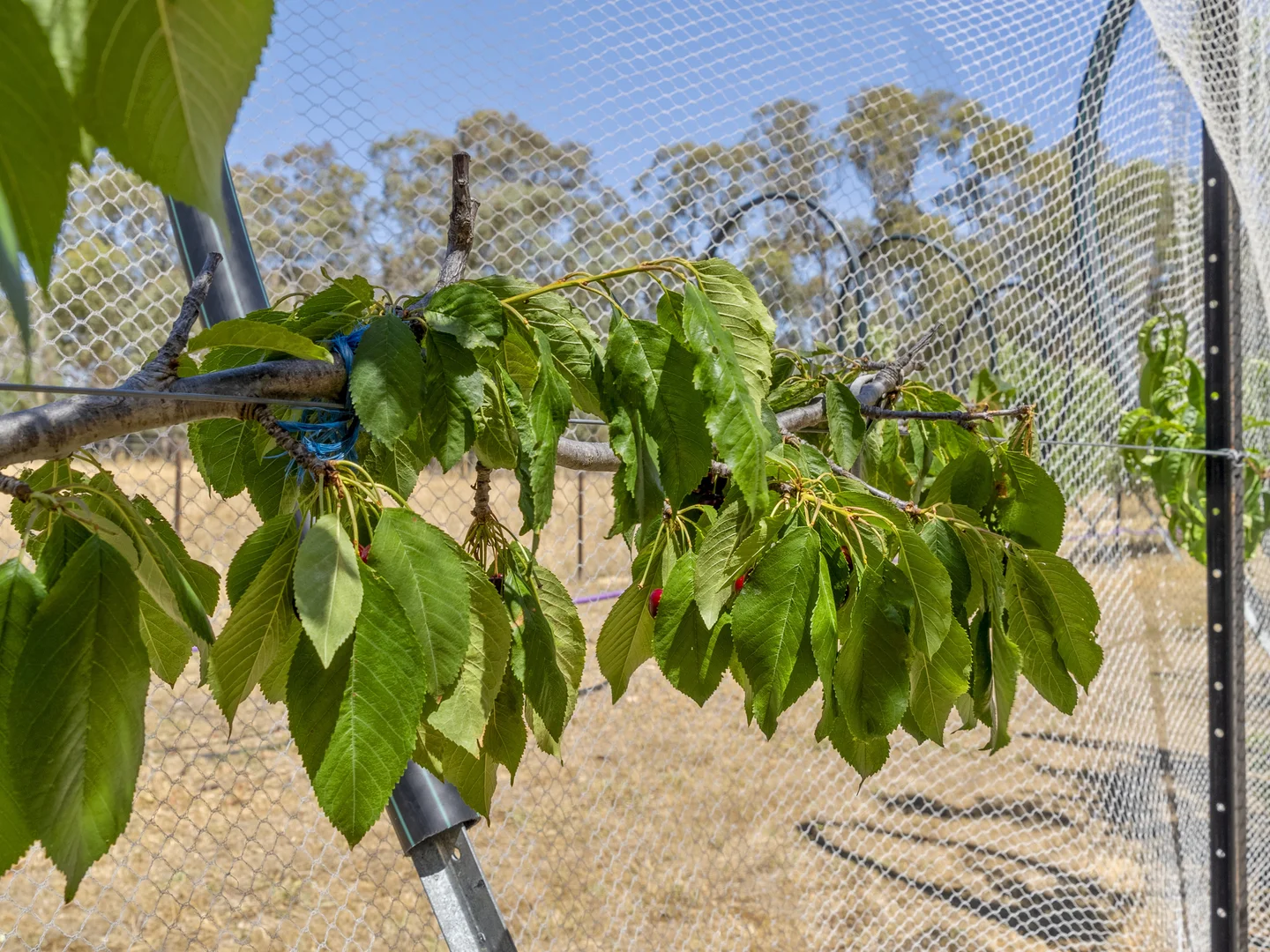 Additional image 44 of 4572 Murray Valley Highway, Rutherglen VIC 3685