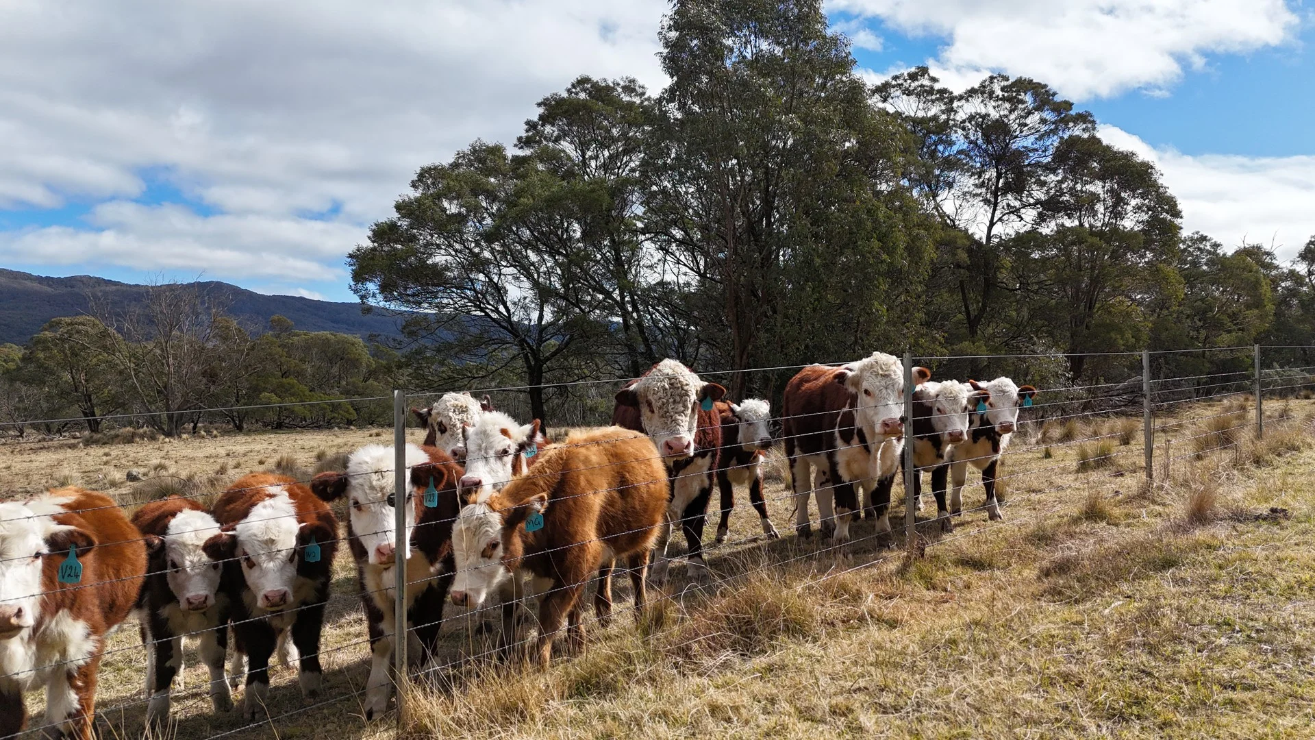 102 Kain Cross Road, Braidwood NSW 2622