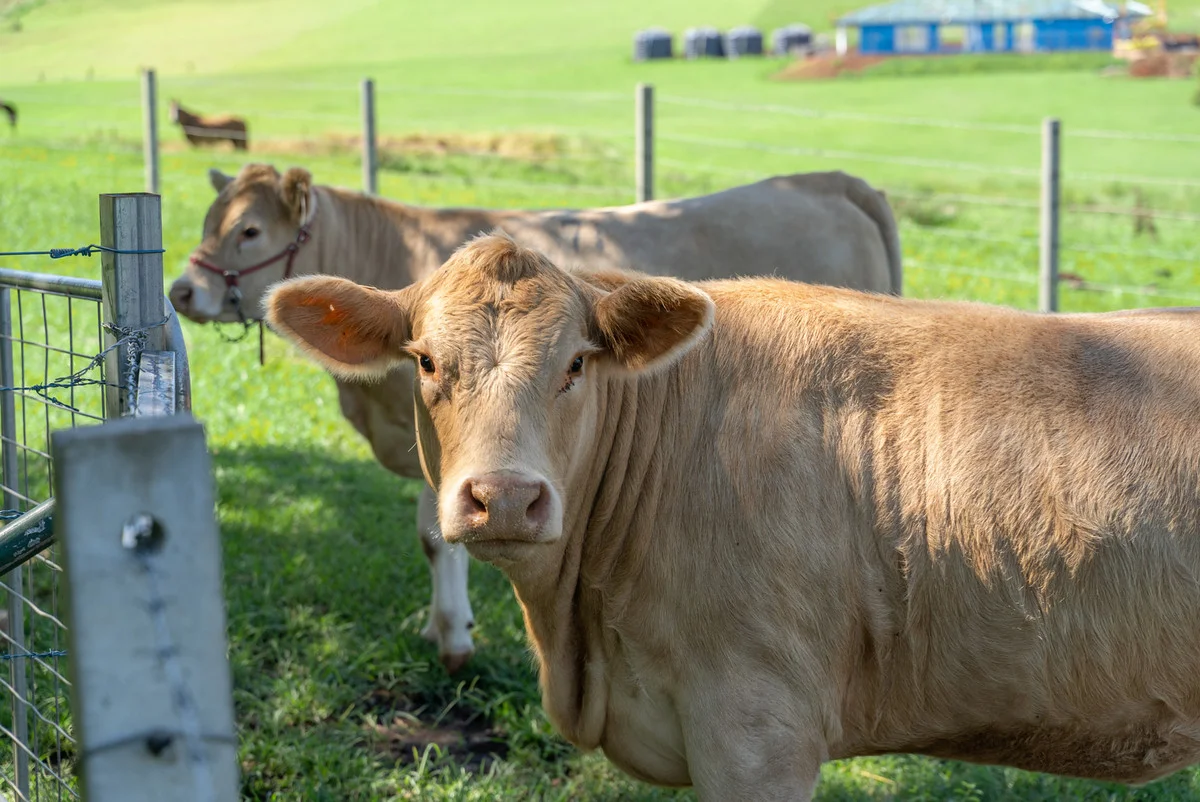 Additional image 26 of 13150 Summerland Way, Kyogle NSW 2474