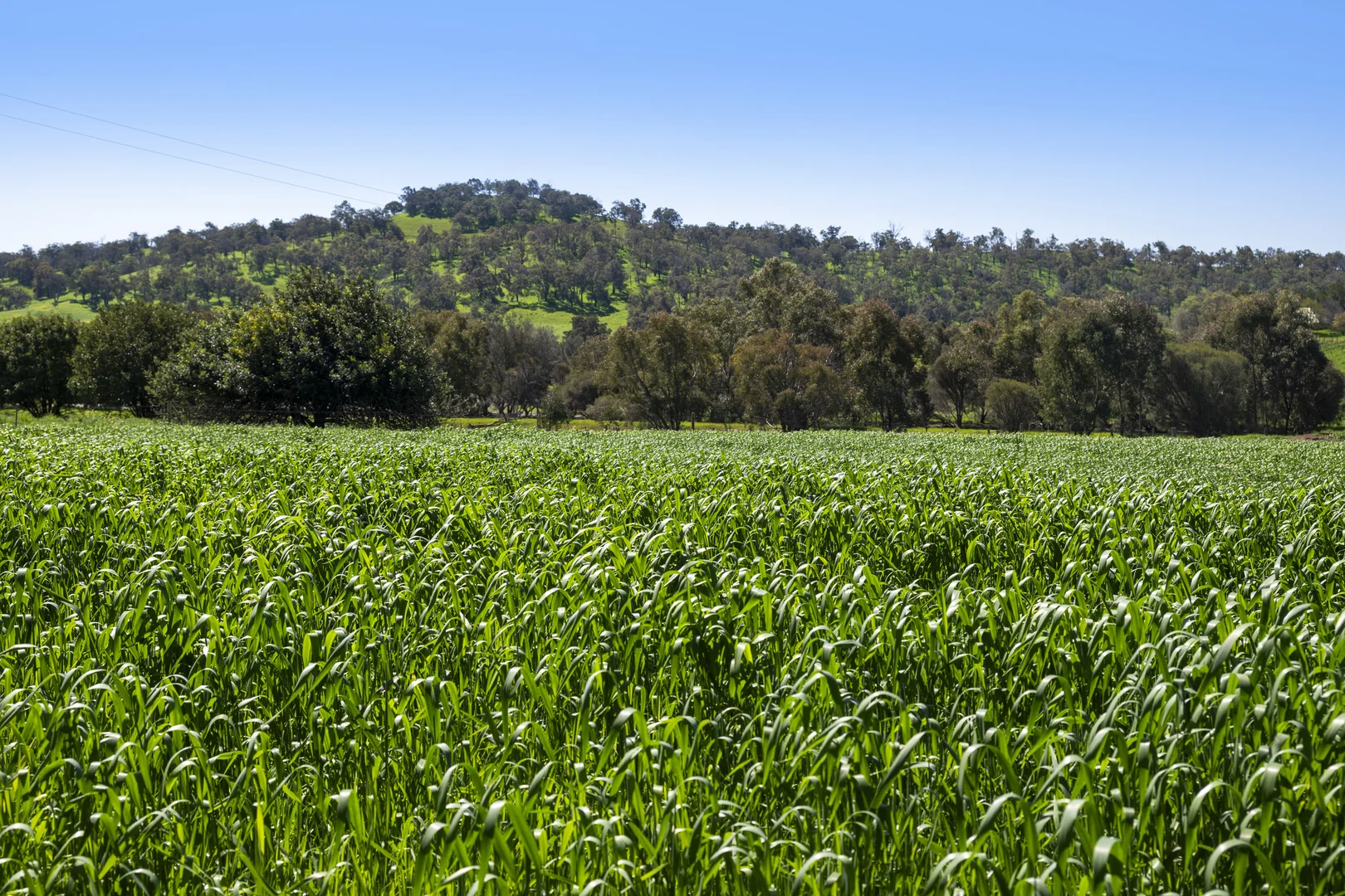 Additional image 17 of 54 Chittering Valley Road, Lower Chittering WA 6084