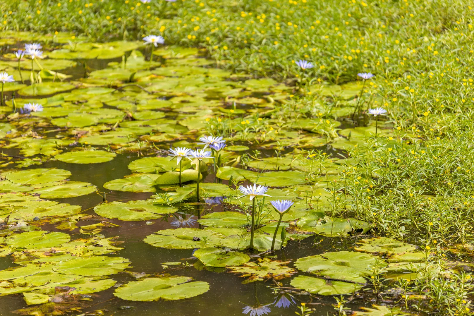 Additional image 8 of Lot 9 Somerset Road, Mount George NSW 2424