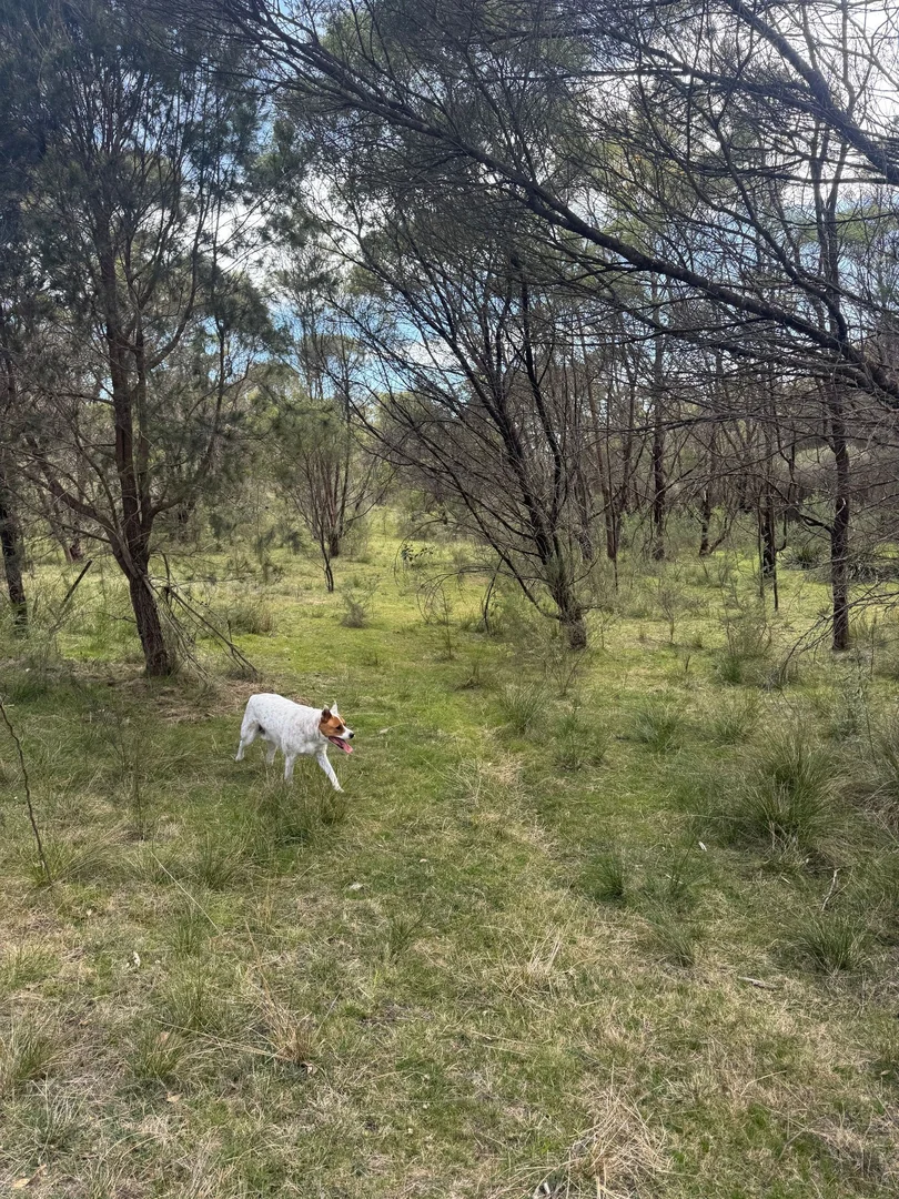 Additional image 12 of 274 Willow Glen Road, Lower Boro NSW 2580