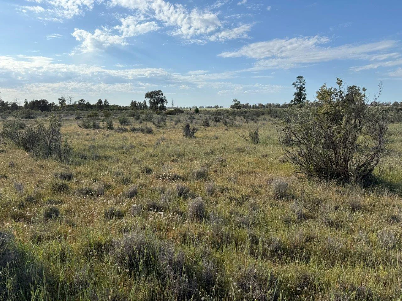 Additional image 4 of 'Cleveland' 548 Cunningtons Lane, West Wyalong NSW 2671